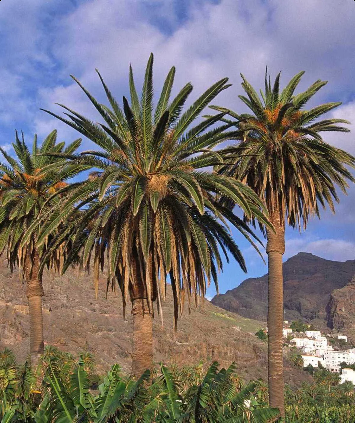 La Gomera Valle Gran Rey | © Ralf Adler