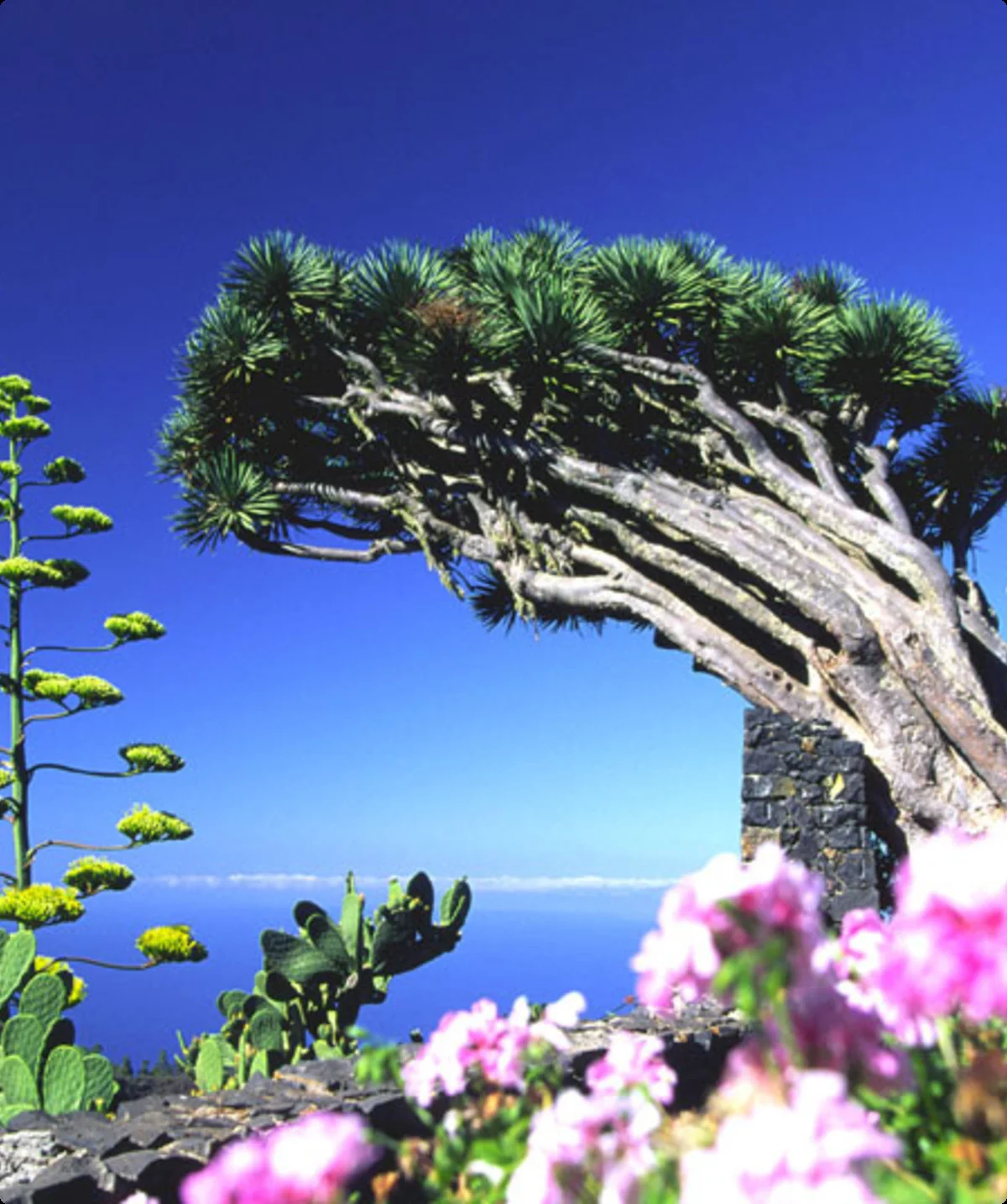 Teneriffa | © Ralf Adler