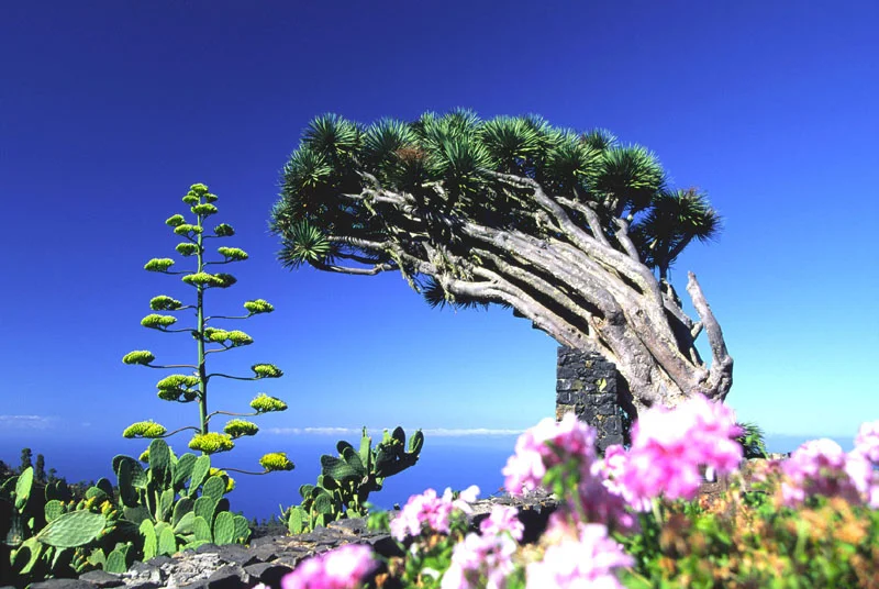 Teneriffa | © Ralf Adler